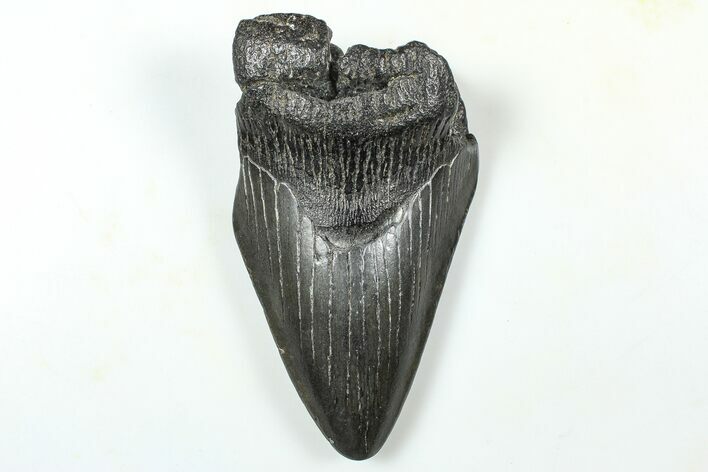 Partial Fossil Megalodon Tooth - South Carolina #376016